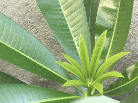 ऐसी भक्ति करे रैदासा।