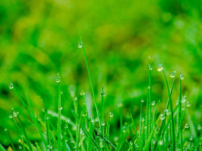 Be like a grass leaf.
