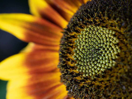 Fibonacci series is nature’s method of evolution.