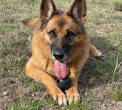 Chief - German Shepherd Retired Police Dog