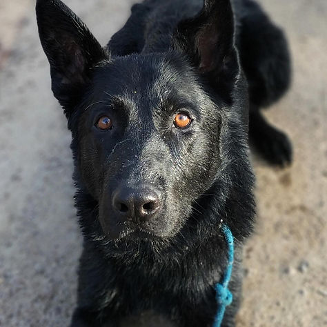 Junior - German Shepherd Retired Police Dog