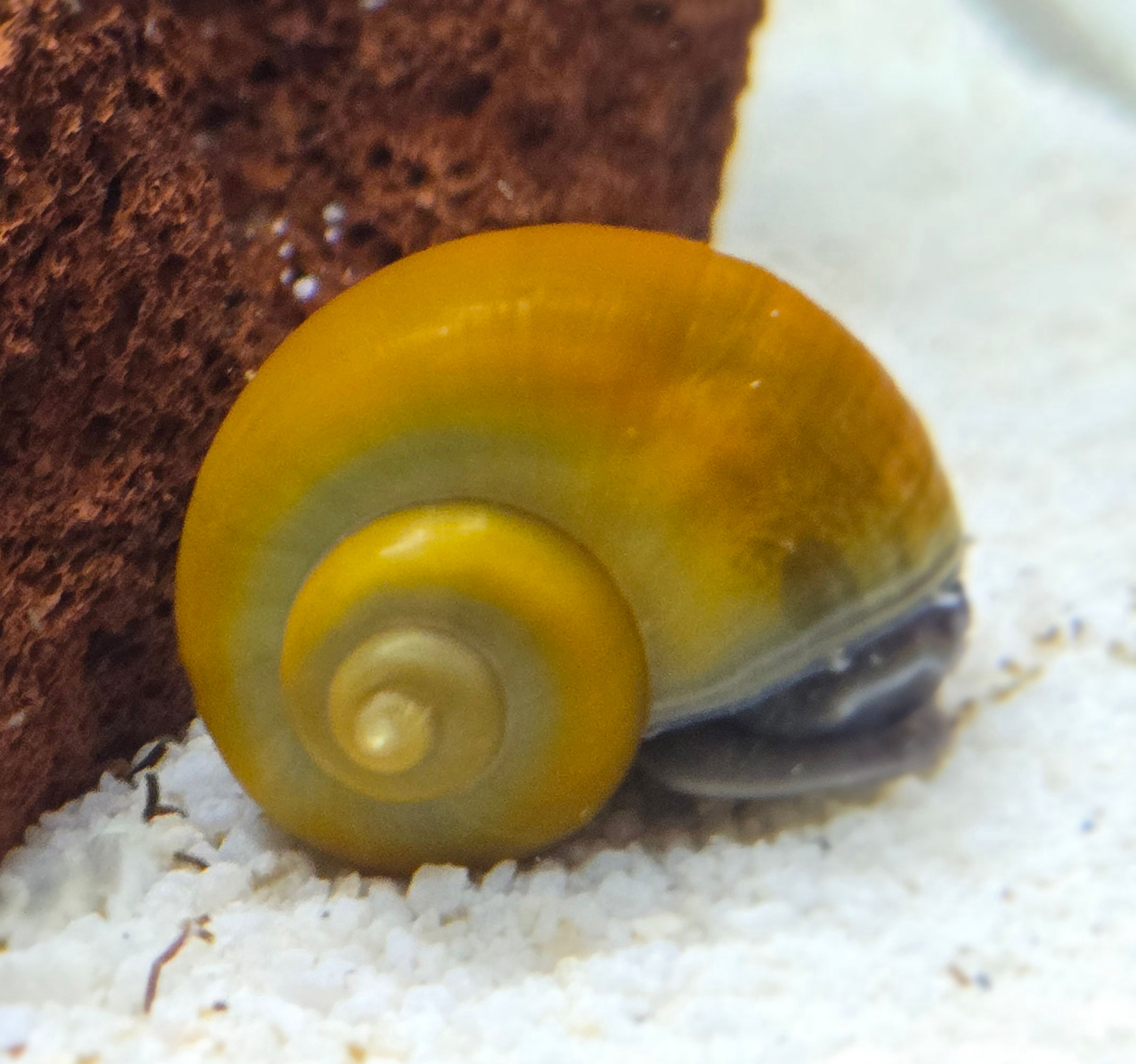 Jade Mystery Snail - 8 Pack