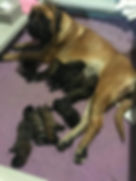 Australian Mastiff Litter
