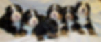 Mountain Dogs