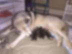 Malamutes