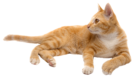 Off Road Cycles Cat Rescue