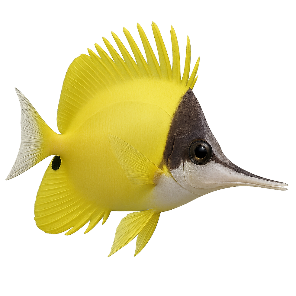 FLORA-Longnose Butterfly Fish-3895659c.png