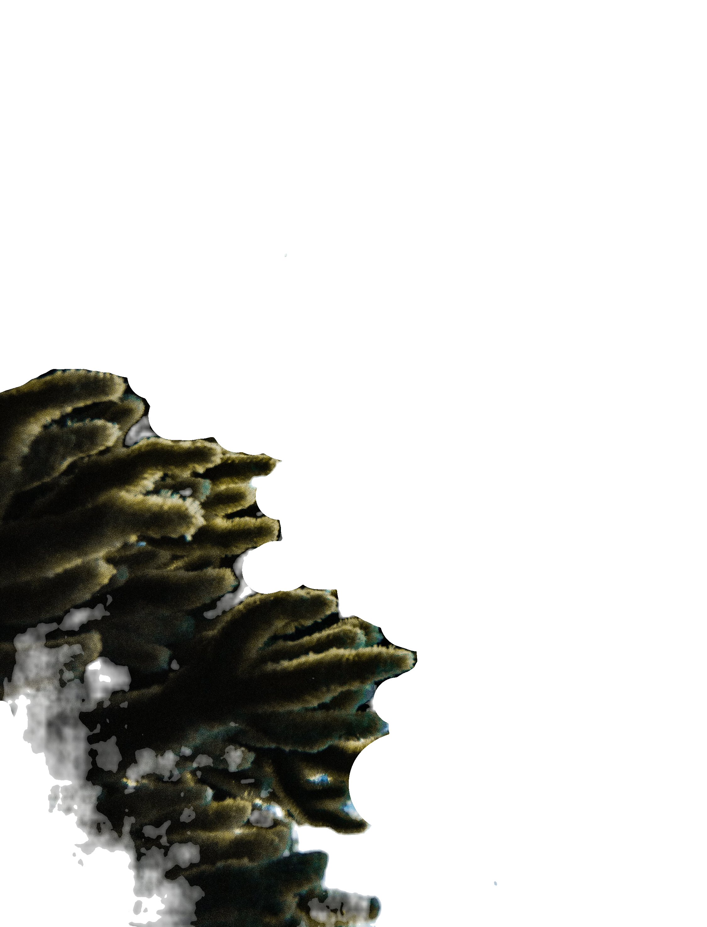 Corals Under the Sea_edited (1) (1) - Editado.png