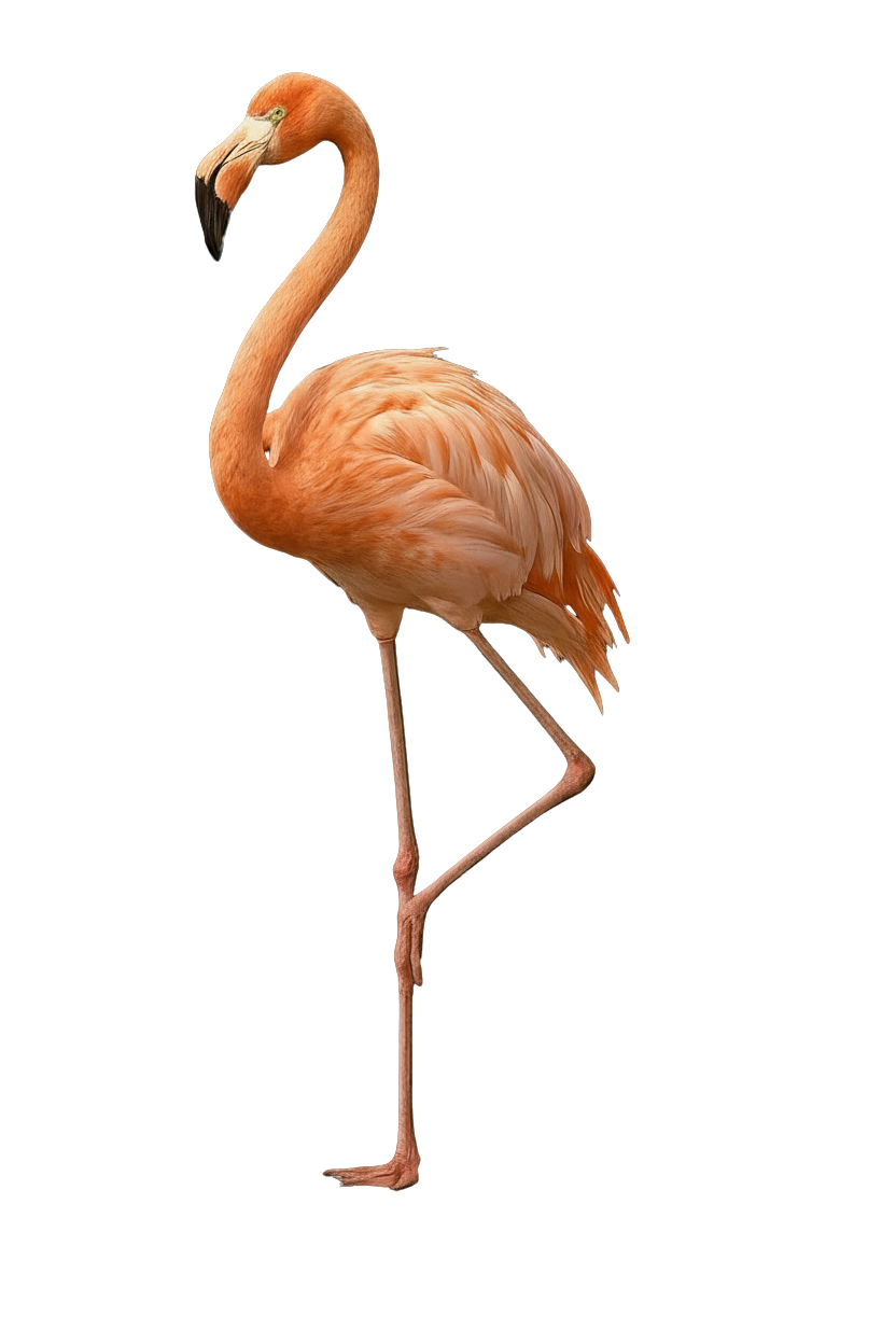 FLORA-Flamingo Wings Closed-57cfbe79 - Editada.png