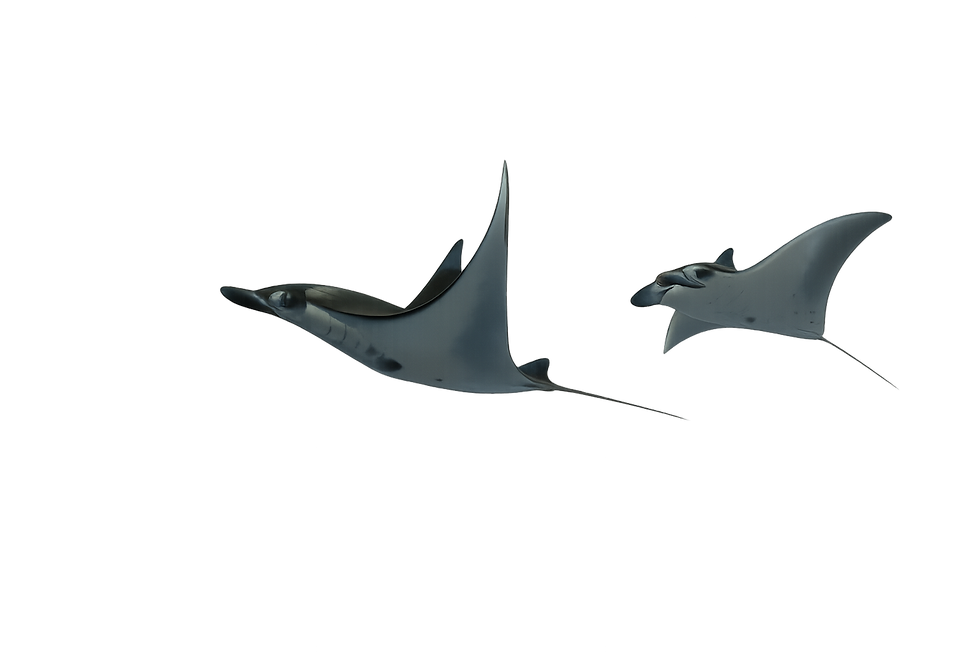 FLORA-Erase All But Rays-deeff15d.png