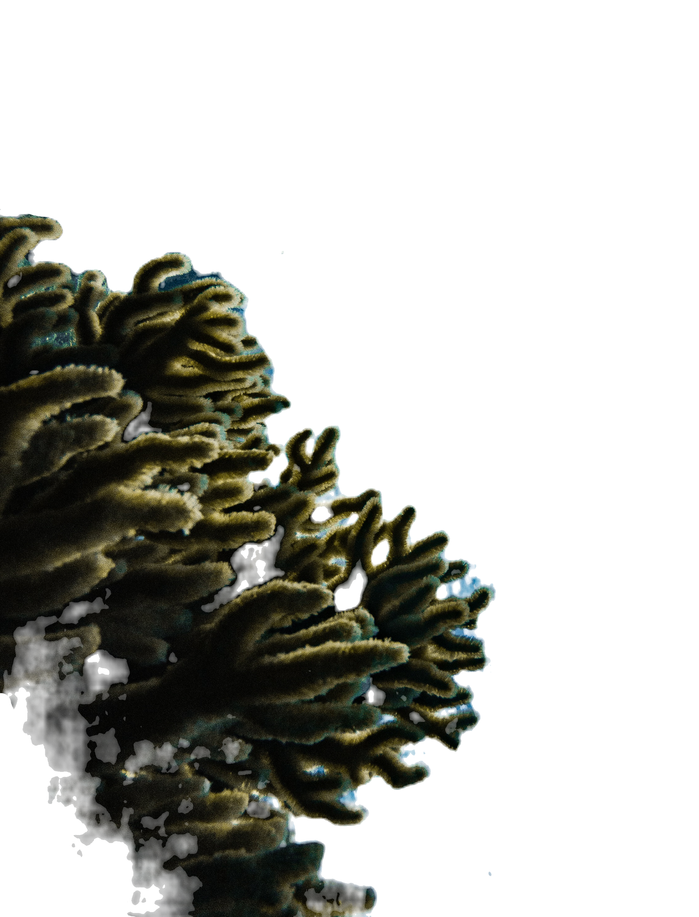 Corals Under the Sea_edited (1).png