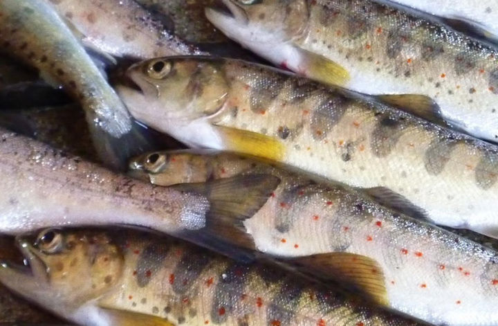 当地方ではヒラメと呼びます。