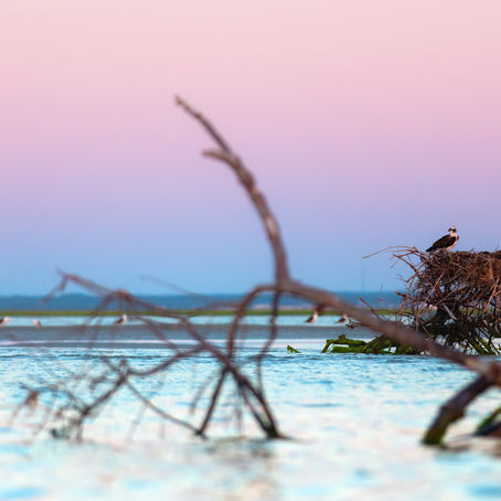 Our Neighbors, The Ospreys.