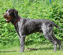 Judge vom Borealen