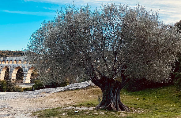 PONT DU GARD OLIVIER.jpeg