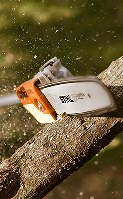 Reno certified arborist report