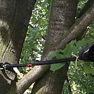 Reno tree cabling and bracing