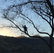 Tree Prunning in Reno