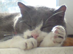 Winston - rescue cat