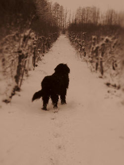 Leo in the Snow - February 2012