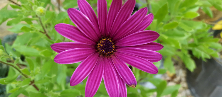 November in the Garden