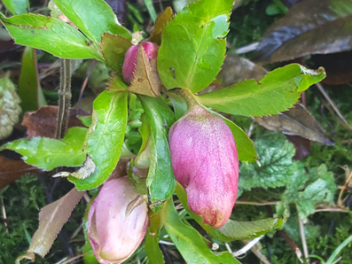 February in the Garden