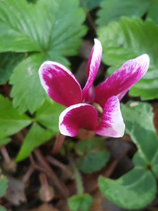 A Cyclamen in my January Garden