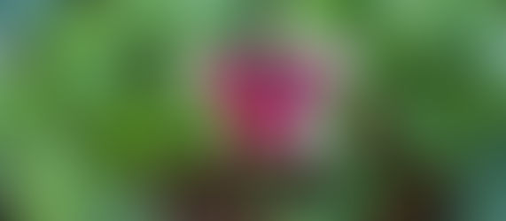 January in my garden