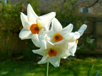 April in my garden