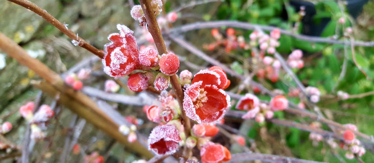 February in my garden *