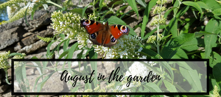 August in the Garden