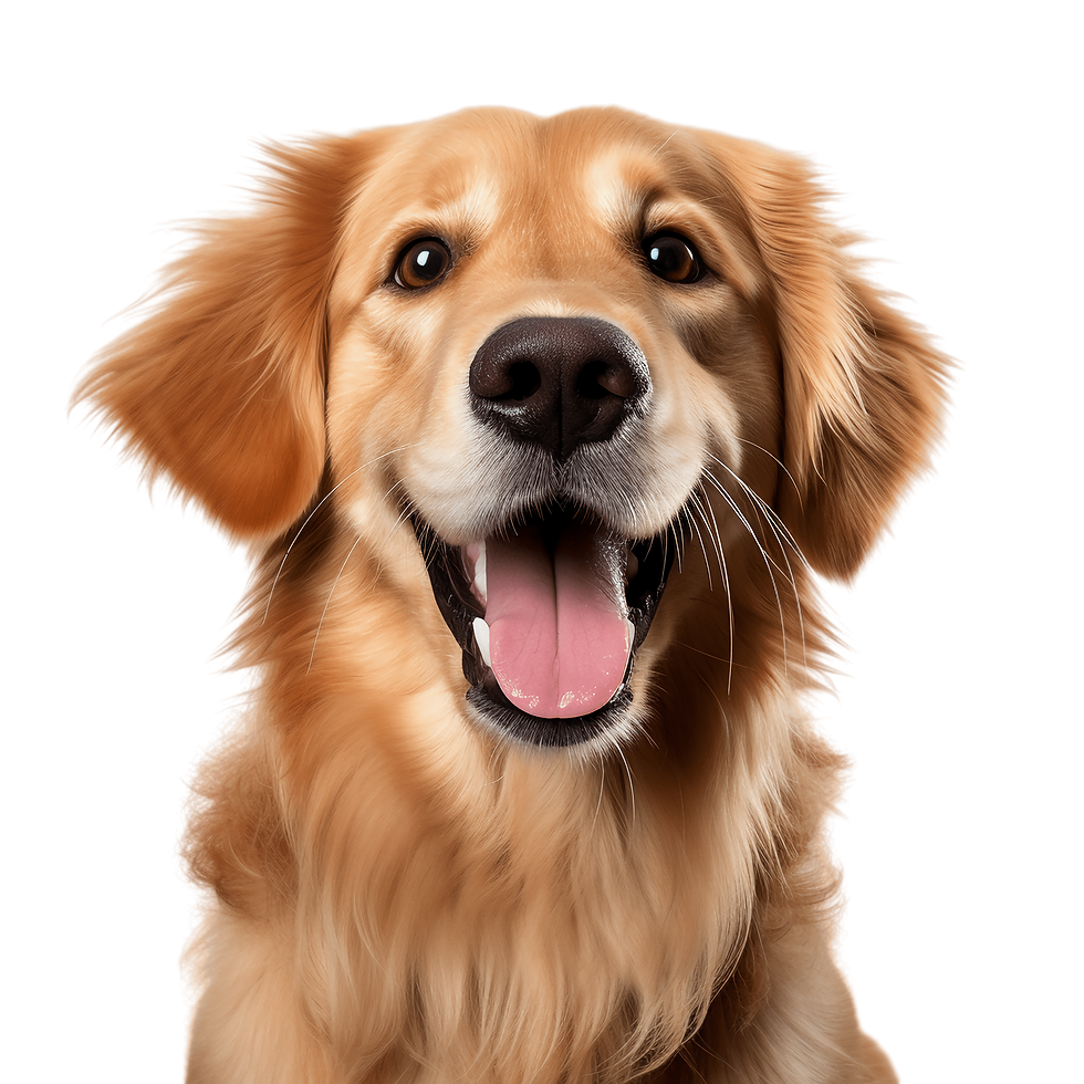 pngwing.com (37).png
