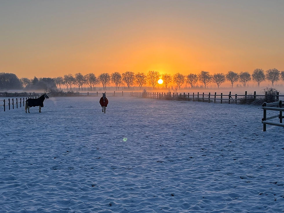 Paddock en hiver chevaux neige 78.jpeg