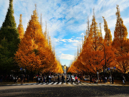 金黃葉片灑落的神宮外苑,曾是東京人心中最美的城市風情畫