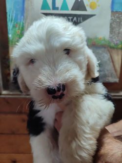 Max de Bobtail del Álamo.