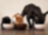 Hungry Animals Eating