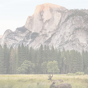 Yosemite Valley deer_edited.jpg