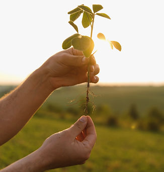 Agronomist examines the roots of a soybean plant, holding it up against the setting sun in