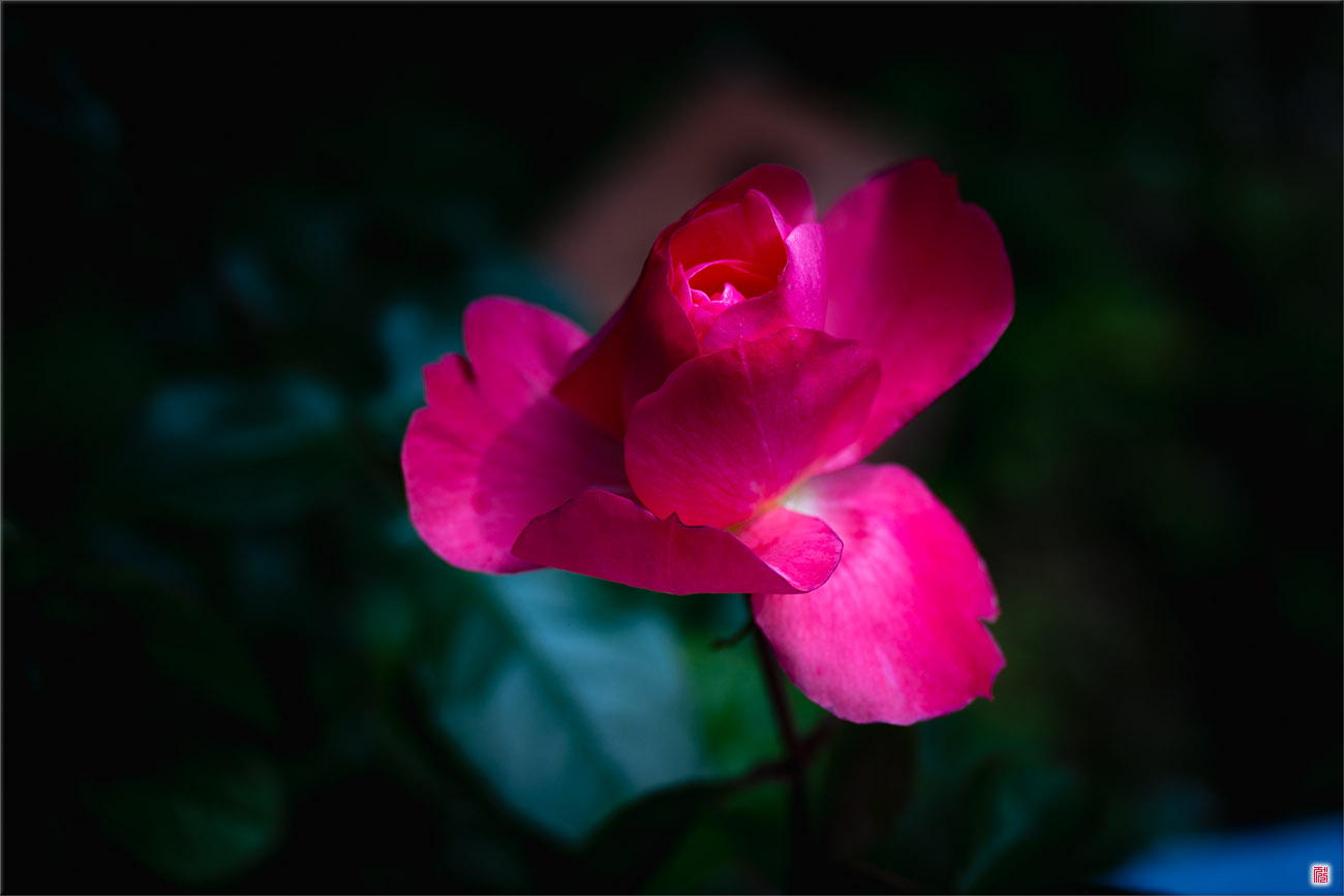 Redrose
