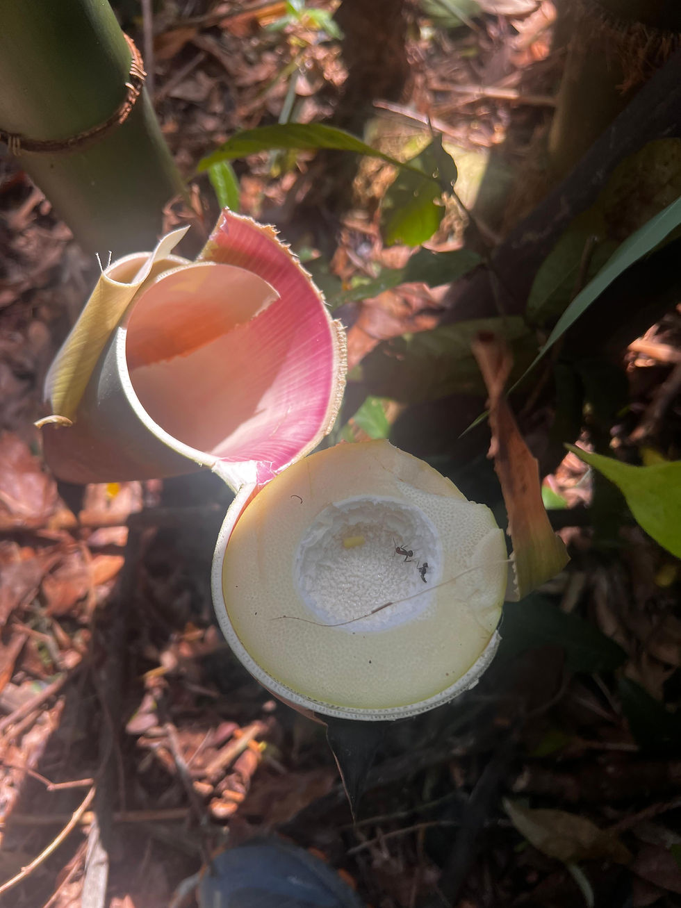 A close-up of why bamboo needs treating — ants love the sugary starch inside fresh bamboo. By soaking the culms in a borax and boric acid solution, the starch is replaced with minerals, making it unappealing to insects and giving the bamboo a much longer life.