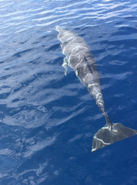 Dolphins at Sea