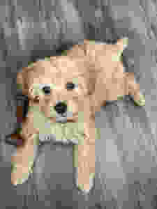 Mini golden doodle puppy playing with a bene bone on the floor of an apartment.