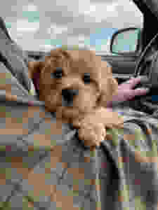 Mini golden doodle puppy sitting in my husband's lap while we drive home from the dog breeder in Indiana.