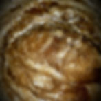 Chocolate Winter Coat Brown Sugar Scrub