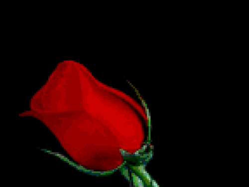 rosean-big-orig.gif
