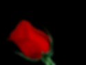 rosean-big-orig.gif