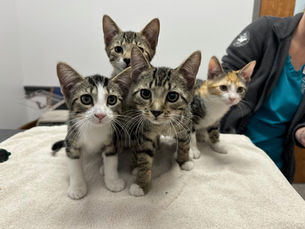 tabby and calico kittens