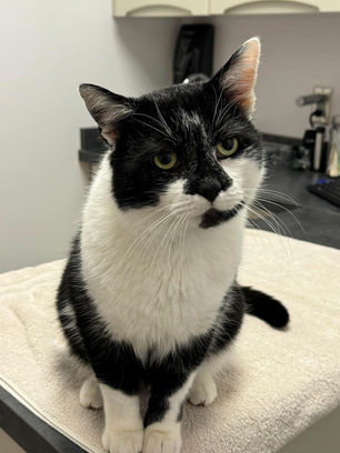 black and white cat sitting on exam table