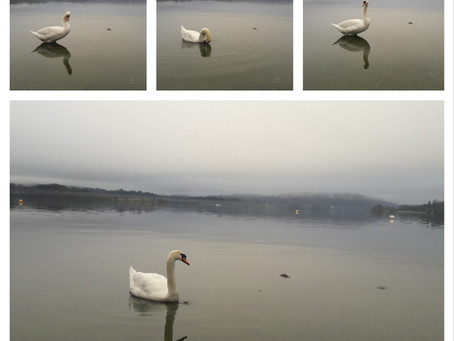 My Swan Lake (Windermere, UK)