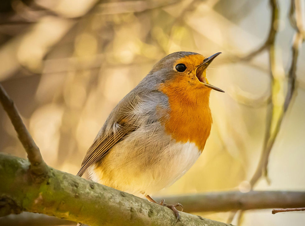  Foto door: Petr Ganaj via Pexels
